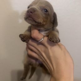 Cerberus - Fawn (isabella) and tan male Dachshund puppy in Conroe, Texas from R&K Dachshunds