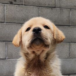 Labrador Retriever Puppies from Dolce Amore Labradors