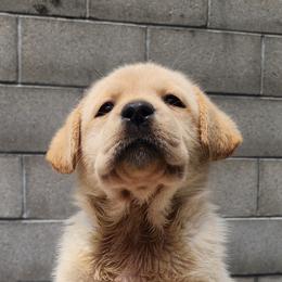 Labrador Retriever Puppies from Dolce Amore Labradors