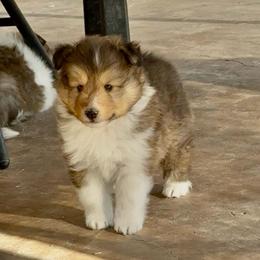 Charlie Jr - White and sable male Shetland Sheepdog puppy in Tulsa, Oklahoma from September Morning Shelties