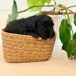 Bloom - Black female Goldendoodle puppy in Livermore, Colorado from Heritage Hills Family Doodles