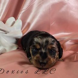 Estelle - Dapple female Dachshund puppy in Kansas City, Missouri from Divine Doxies LLC