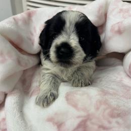Loretta -Green collar girl - Parti female Miniature Schnauzer puppy in Oneonta, Alabama from Murphree Valley Kennels