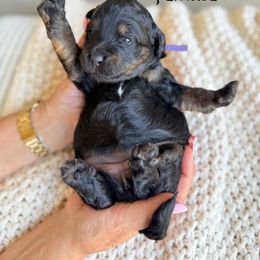 Vidia - Black tri-color female Assorted Doodle Crosses puppy in Springville, Utah from JW Doodles