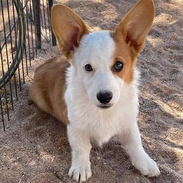 Pembroke Welsh Corgi puppies from Amatskennel - Stubby Tails Ranch