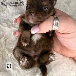 Pomeranian Puppies from Treasured Jewels Pomeranians