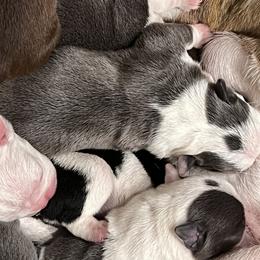 Boston Terrier Puppies from Toon’s Boston Terriers