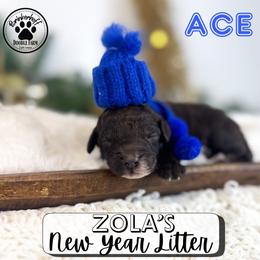 Ace - Chocolate male Goldendoodle puppy in Anderson, South Carolina from Brinkerhoff Doodle Farm