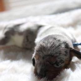 Gray - Dapple male Dachshund puppy in Peebles, Ohio from Cave Valley Hounds
