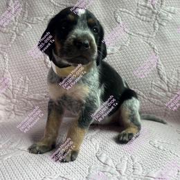 Honey - Blue ticked and tan female Bluetick Coonhound puppy in Mount Pleasant, Texas from Harmons Hounds