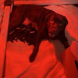 Labrador Retriever puppies from Three Peaks Labradors & Training LLC