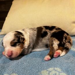 Finnigan (Prev. Chevy) - Blue merle male Australian Shepherd puppy in Bennett, Colorado from Alolan Angel Aussies