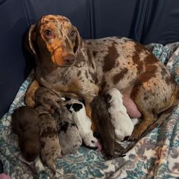 Dachshund puppies from 208 Weenies