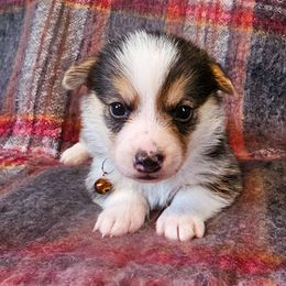 Tamarack - Black and tan male Pembroke Welsh Corgi puppy in Fortine, Montana from North Star Pembroke Welsh Corgi's