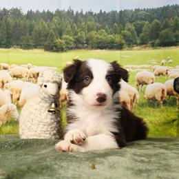 Sebastian - White and red male Border Collie puppy in Avilla, Indiana from Borderline Kennels