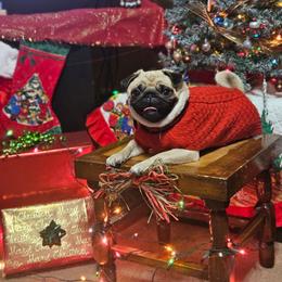 Fifi - Pug