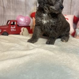 Maybelle - Silver-beige  Poodle puppy in Clinton, Tennessee from Melton’s Poodles and Newfs