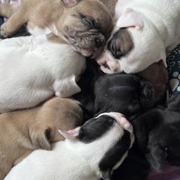 French Bulldog puppies from Ashley Farra