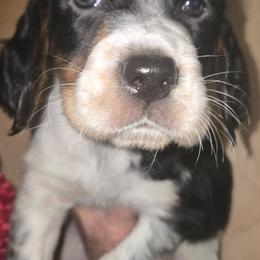 Sampson - Blue belton and tan (tri-color) male English Setter puppy in Morrice, Michigan from Wild Bird Setters