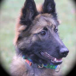 Belgian Tervuren Puppies from EnHommage Belgian Shepherds