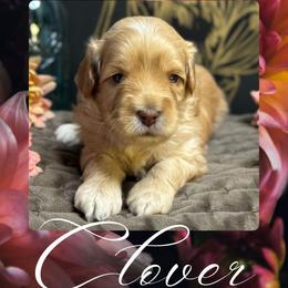 Clover - Caramel cream male Australian Labradoodle puppy in Fremont, New Hampshire from Birchwood Labradoodles