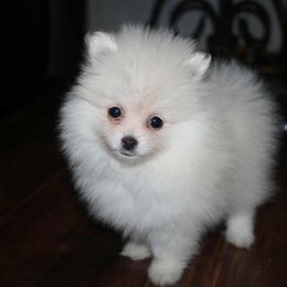 Princess Peach - Cream female Pomeranian puppy in Danielsville, Georgia from PassionatePomPoms
