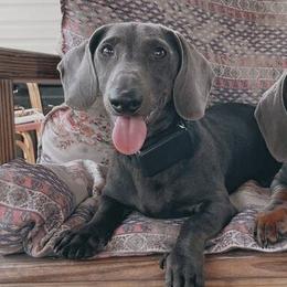 Ripp - Dachshund