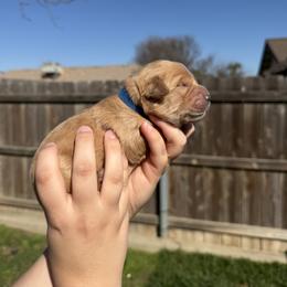 Boy 4 - Golden male Golden Retriever puppy in Hanford, California from Smith Family Goldens