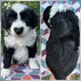 Girl 2 - Black and white female Aussiedoodle puppy in Hillsboro, Illinois from Perfect Paws Puppies