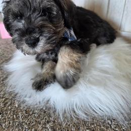Odin - Salt and pepper male Miniature Schnauzer puppy in Rosemount, Minnesota from Weiland's Ruby