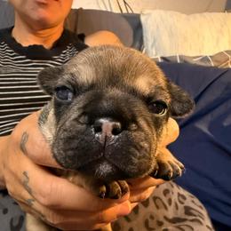 Elvis Fawn sable with points. - Fawn male French Bulldog puppy in Spanaway, Washington from Frog Faced Frenchies