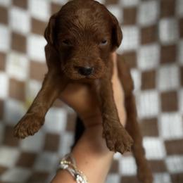 Aspen - Red  female Goldendoodle puppy in Alamance County, North Carolina from Doodle Squad Puppies