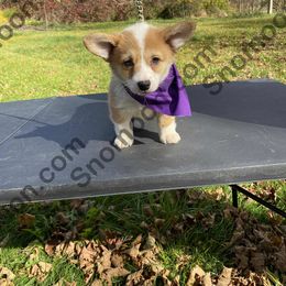 Purple Collar - Red female Miniature Pinscher puppy in Eaton, New York from Snomoon Miniature Pinschers  & Pembroke Welsh Corgi