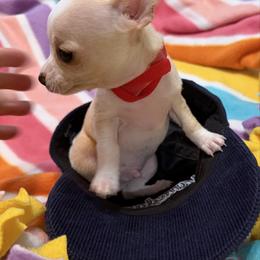 Pinto - Cream and white male Chihuahua puppy in Amity, Pennsylvania from Rhoda and Verna