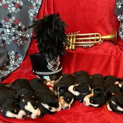 Greater Swiss Mountain Dog puppies from Great Lakes Swissies