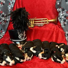 Greater Swiss Mountain Dog puppies from Great Lakes Swissies