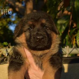 Pink Collar - Black and red female German Shepherd puppy in Orlando, Florida from AceHaven Canines