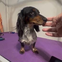 Mabelween - Piebald female Dachshund puppy in Moundville, Missouri from Edgewood Acres Miniature Longhair Dachshunds