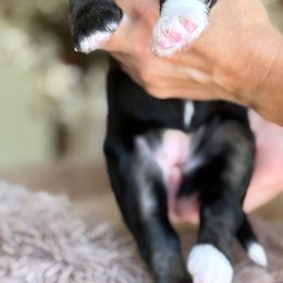 Guava - Tri-color female Bernedoodle puppy in Yuciapa, California from AlltheDoodlez_