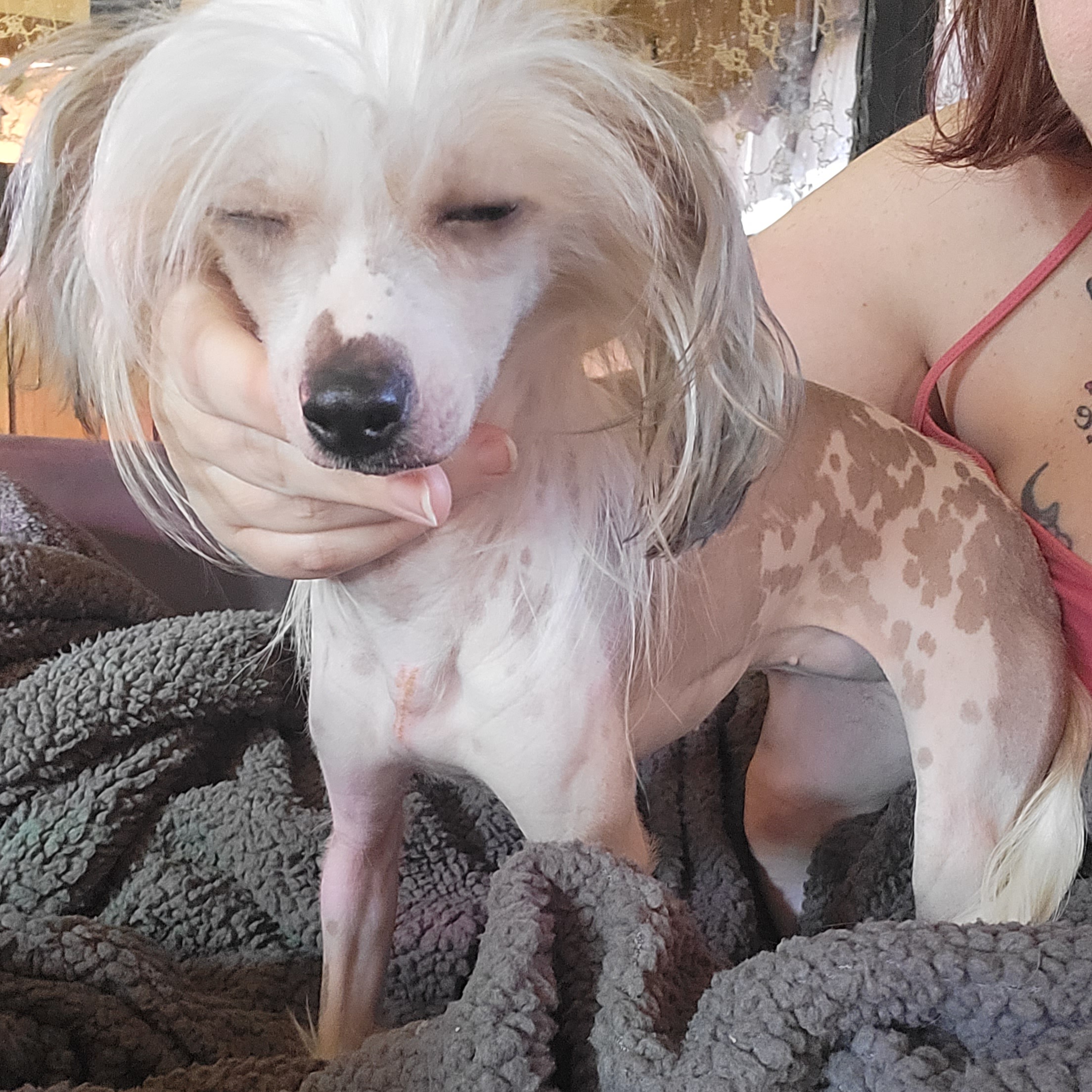 Sweetie - Chinese Crested