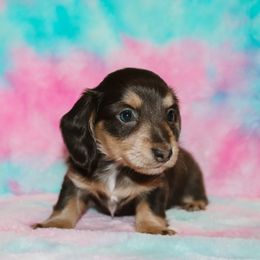 Blue Cream Female - Gray (blue) and cream female Dachshund puppy in Coldwater, Mississippi from Mississippi Shorties Miniature Dachshunds