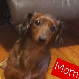 Hattie - Dachshund