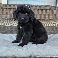 AKC Lilly - Black female Bouvier des Flandres puppy in Marionville, Missouri from Sandbox Puppies