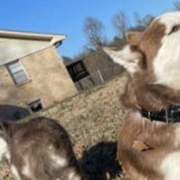 Siberian Huskies from A Better Pet