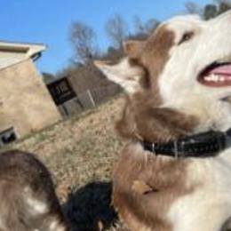 Siberian Huskies from A Better Pet