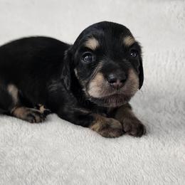 Bailey - Black and cream female Dachshund puppy in Anaconda, Montana from Williams Family Dachshunds