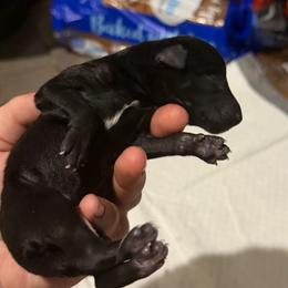 Queso - Black and white male Xoloitzcuintli puppy in Manitowoc, Wisconsin from Wonderland Kennel