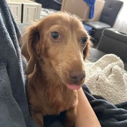 Lenny - Dachshund