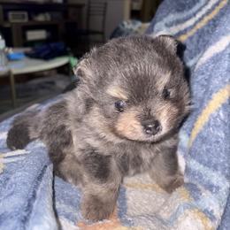 Marshall - Blue and tan male Pomeranian puppy in Okmulgee, Oklahoma from 918 Pomeranians