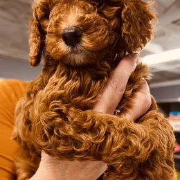 Goldendoodle Puppies from Labradoodleday